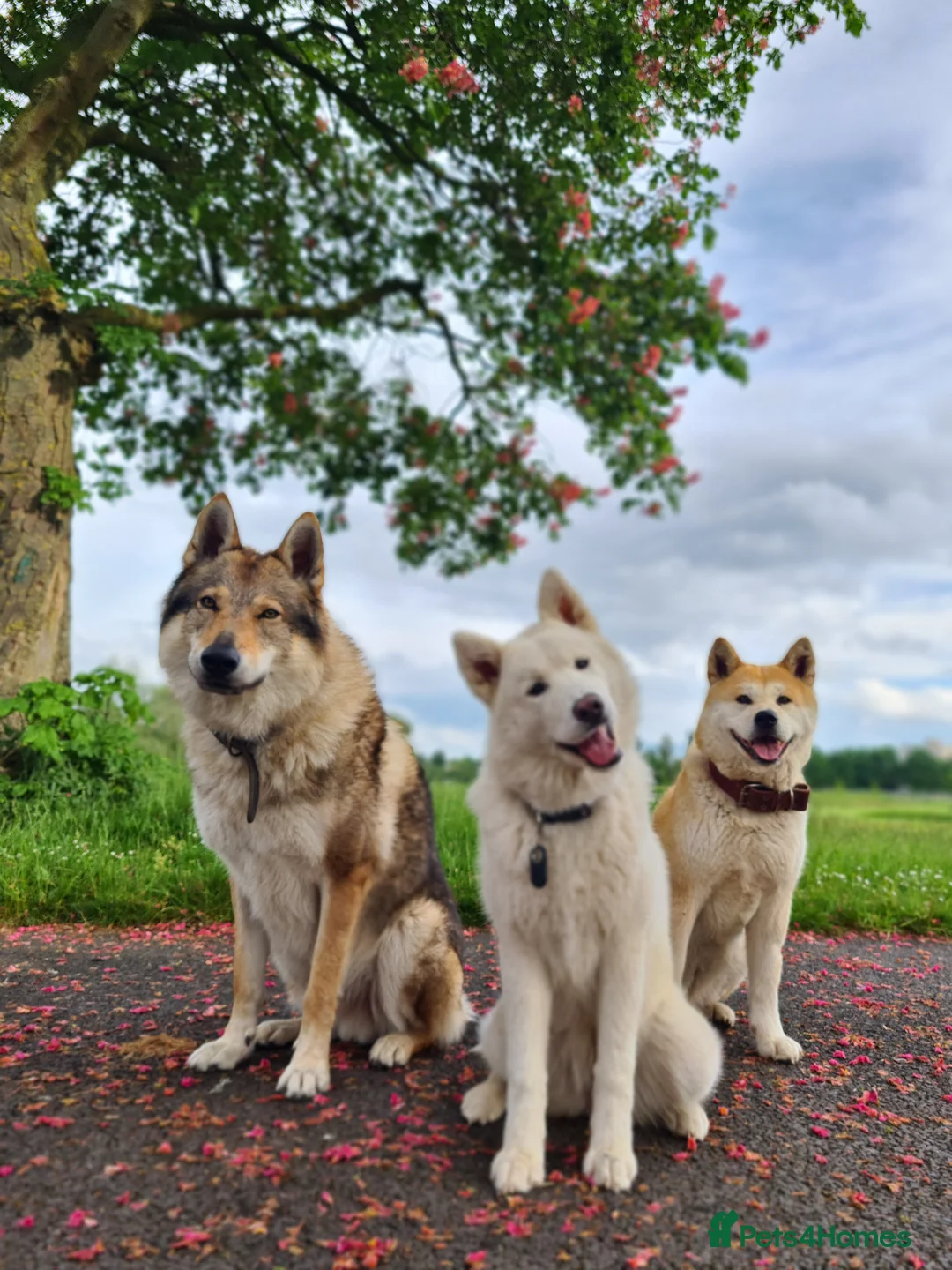 Saarloos Wolfdog dogs for stud: Stud Czechoslovakian wolfdog in Birmingham - Advert 15