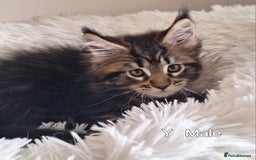 Maine Coon cats for sale: Lintons Pride Maine Coon Kittens. Ready Now - Image 15