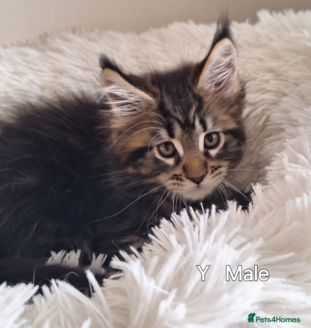 Maine Coon cats for sale: Lintons Pride Maine Coon Kittens. Ready Now - Image 15