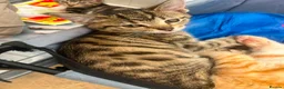 Mixed Breed cats for sale: Adorable kittens - Advert 18
