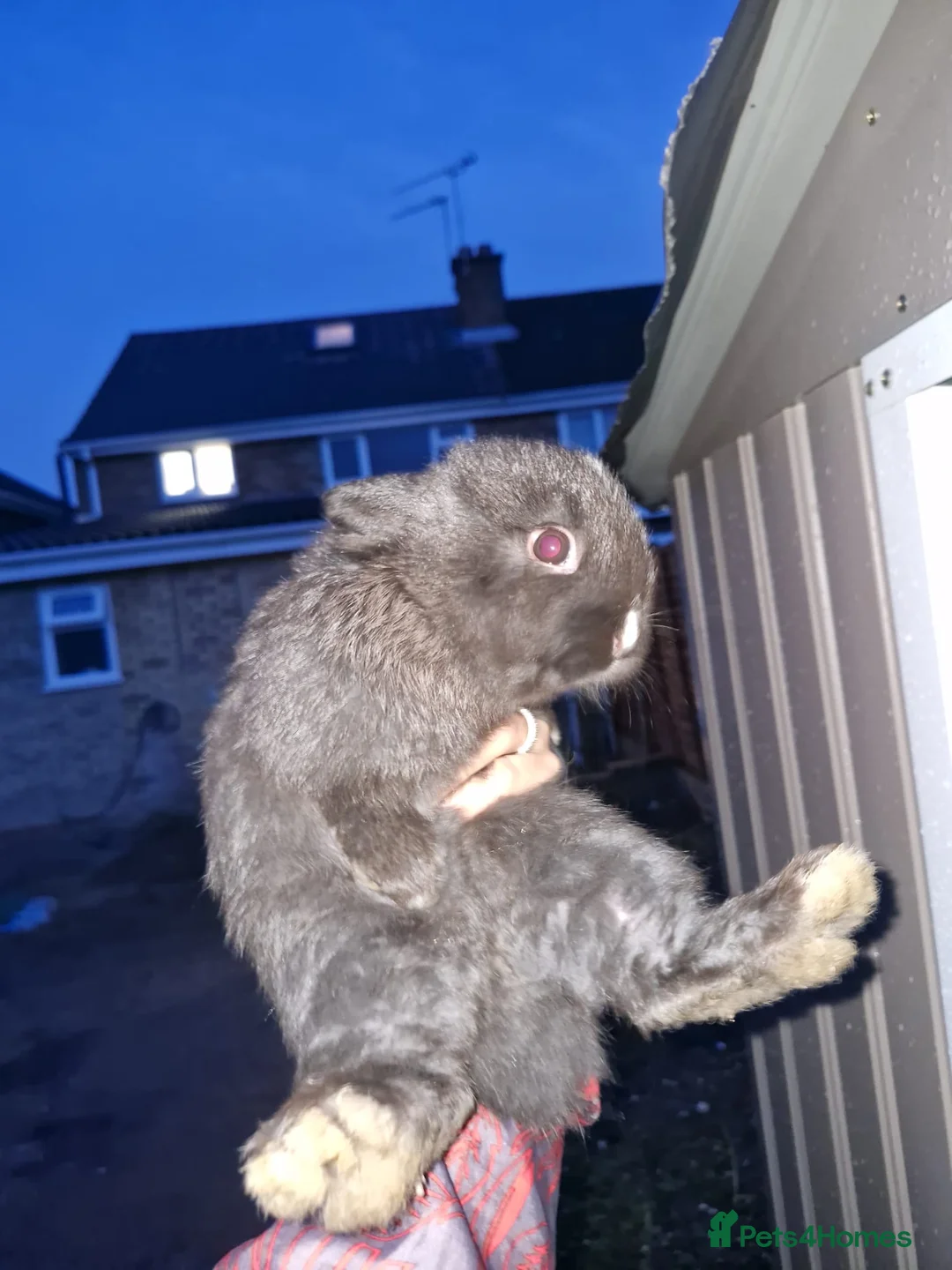 Mixed Breed rabbits for sale: mini lop/netherland dwarf - Advert 3