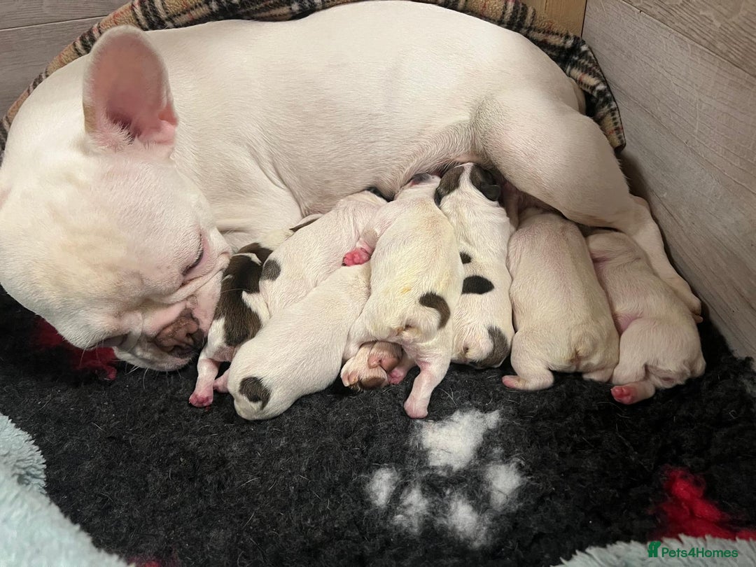 French Bulldog dogs for sale: Adorable Frenchie Puppies Seeking Forever Homes - Image 17