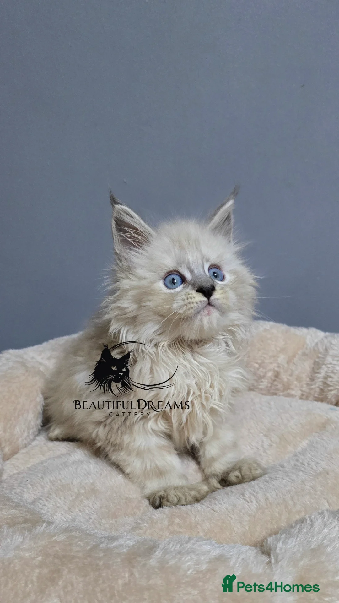 Maine Coon cats for sale: Polydactyl Kittens Maine Coon TICA - Advert 8