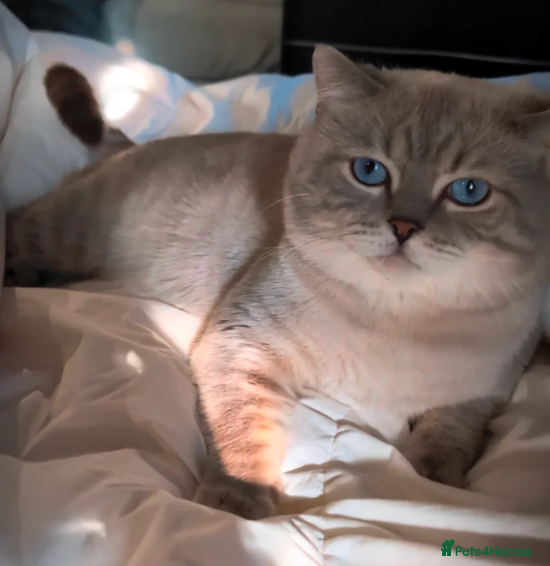 British Shorthair cats for stud: 🌊Proven STUD 🟦BSH Colourpoint King TICA/GCCF   in London - Advert 10