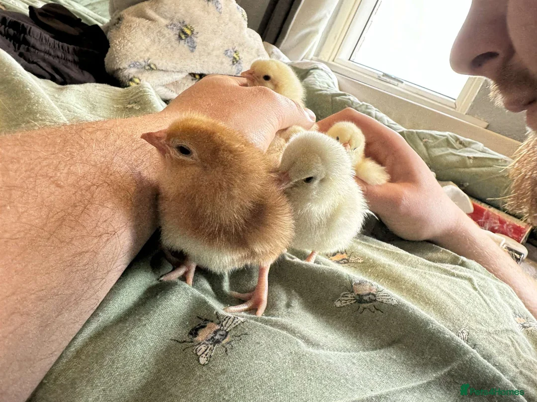 Chickens poultry for sale: Goldline chicks. Quail chicks. Pair of geese - Advert 2