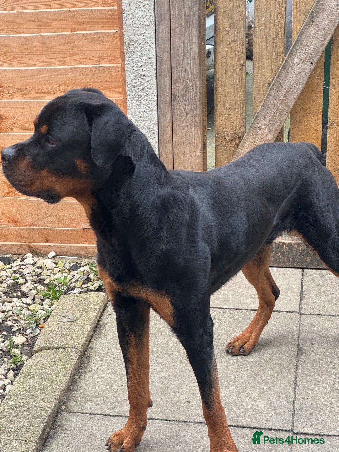 Rottweiler dogs for stud: Rottweiler stud available  - Advert 1