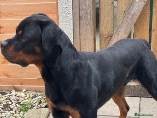 Rottweiler dogs Rottweiler stud available - Advert 1