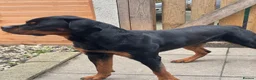 Rottweiler dogs for stud: Rottweiler stud available  - Advert 1
