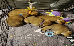 Japanese Shiba Inu dogs for sale: 5 KC Shiba puppies looking for their furever home  - Image 8