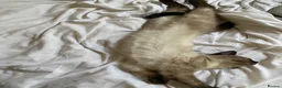 Mixed Breed cats for sale: 3 beautiful tabby/Ragamese kittens for sale!! - Advert 8