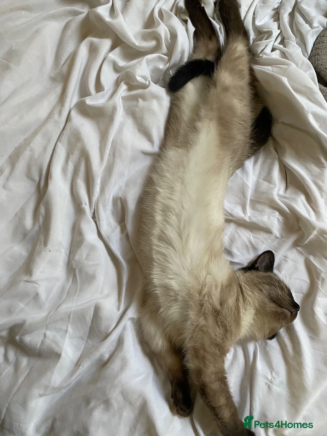 Mixed Breed cats for sale: 3 beautiful tabby/Ragamese kittens for sale!! - Advert 8