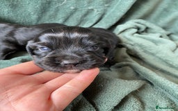 Cocker Spaniel dogs for sale: Working Cocker Spaniel Puppies   - Image 4