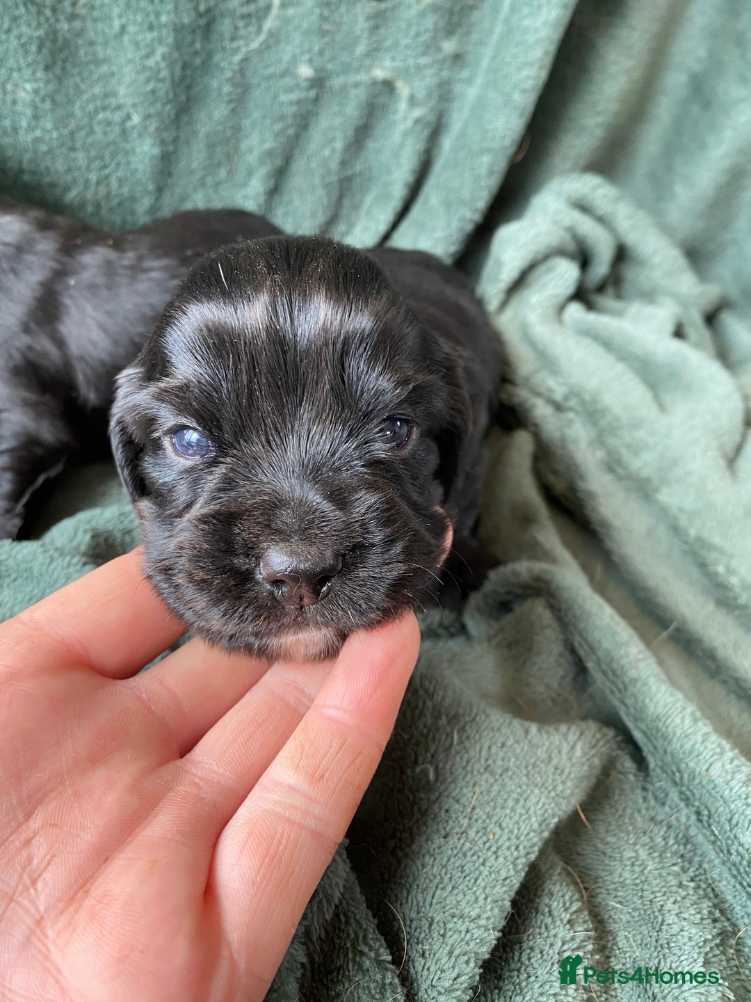 Cocker Spaniel dogs for sale: Working Cocker Spaniel Puppies   - Image 4
