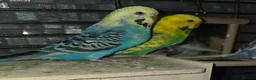Budgerigars birds for sale: Budgies for sale - Advert 10