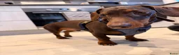 Dachshund dogs for sale: Cookie Dachshund - Advert 11