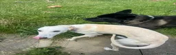 Akita dogs for sale: American Akita  - Advert 1