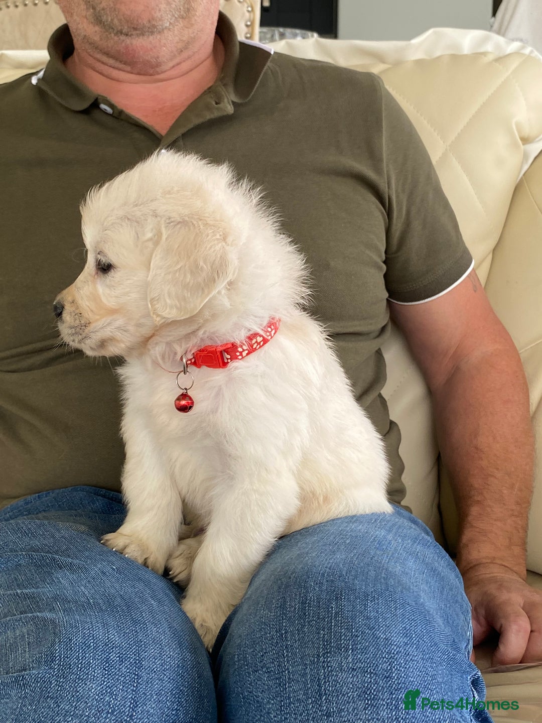 Golden Retriever dogs for sale: Fabulous golden retriever puppies  - Image 19