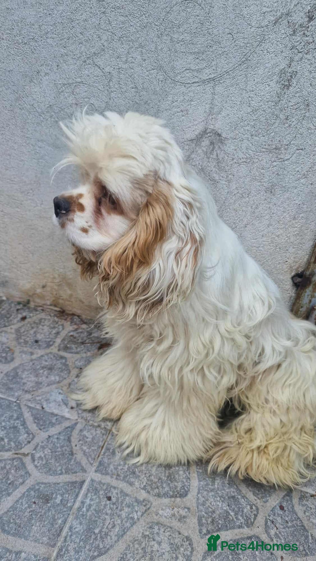 American Cocker Spaniel dogs for adoption: Ziggy - Image 5