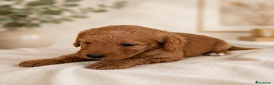 Labradoodle Puppy 3