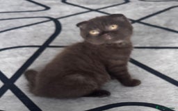 Scottish Fold cats for sale: Scotish kitten  - Image 11