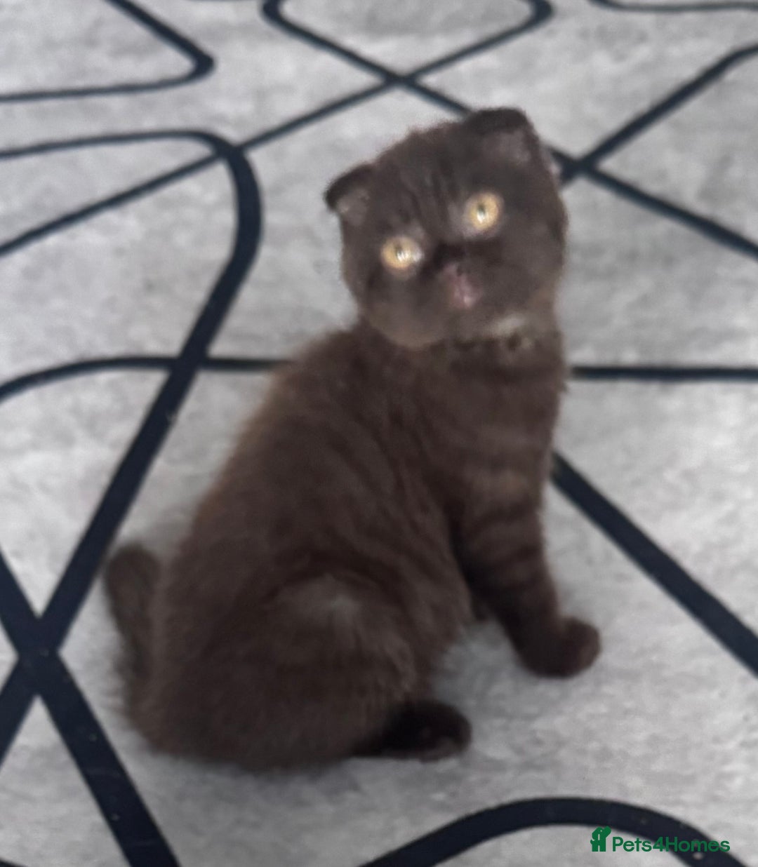 Scottish Fold cats for sale: Scotish kitten  - Image 11
