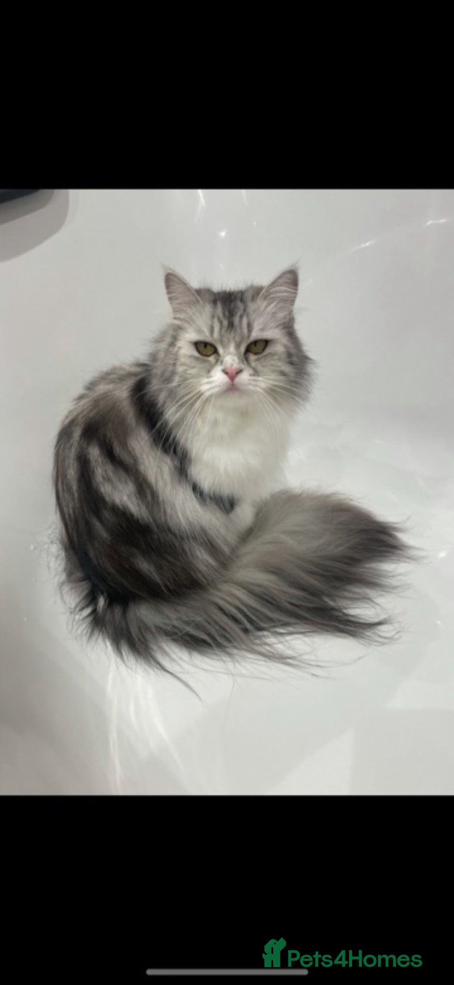 Persian cats 2 beautiful Persian kittens - Advert 2