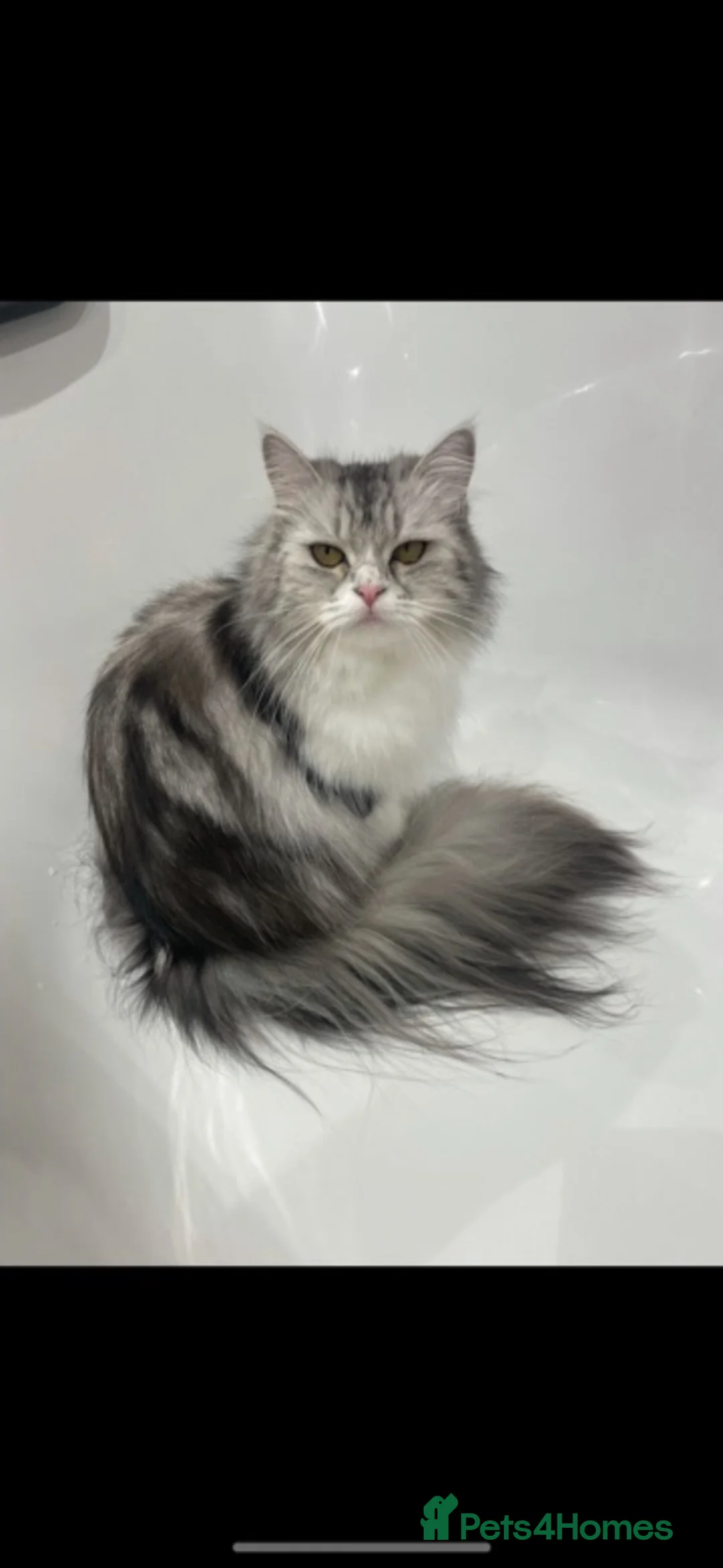 Persian cats for sale: 2 beautiful Persian kittens in Blackwood - Advert 2