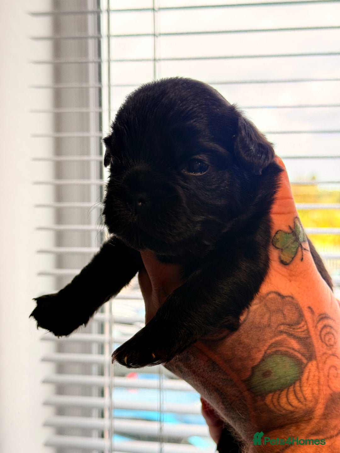French Bulldog dogs for sale: Fluffy | Pink carrier | French Bulldogs - Image 1