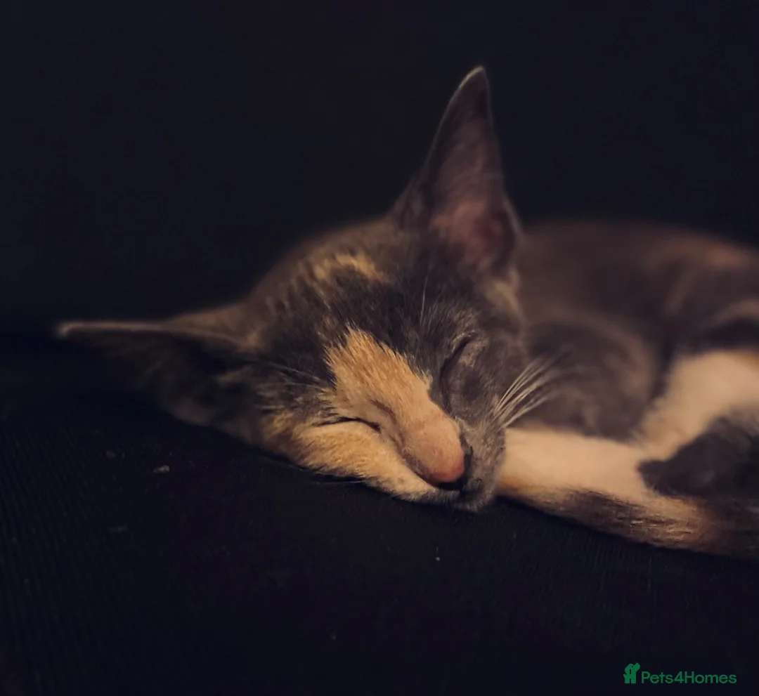 Mixed Breed cats for sale: Oriental x f5 savanna  - Advert 11