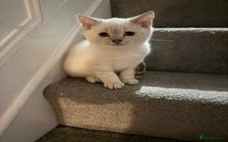 British Shorthair cats for sale: Gorgeous British Shorthair Kitten– Ready to Leave - Image 5