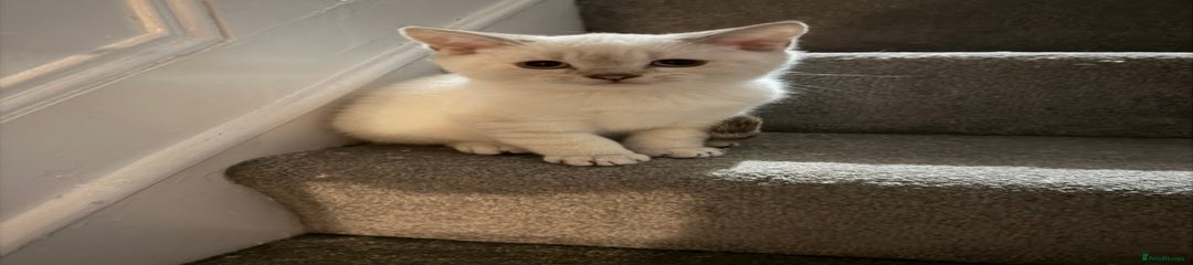 British Shorthair Kitten 4