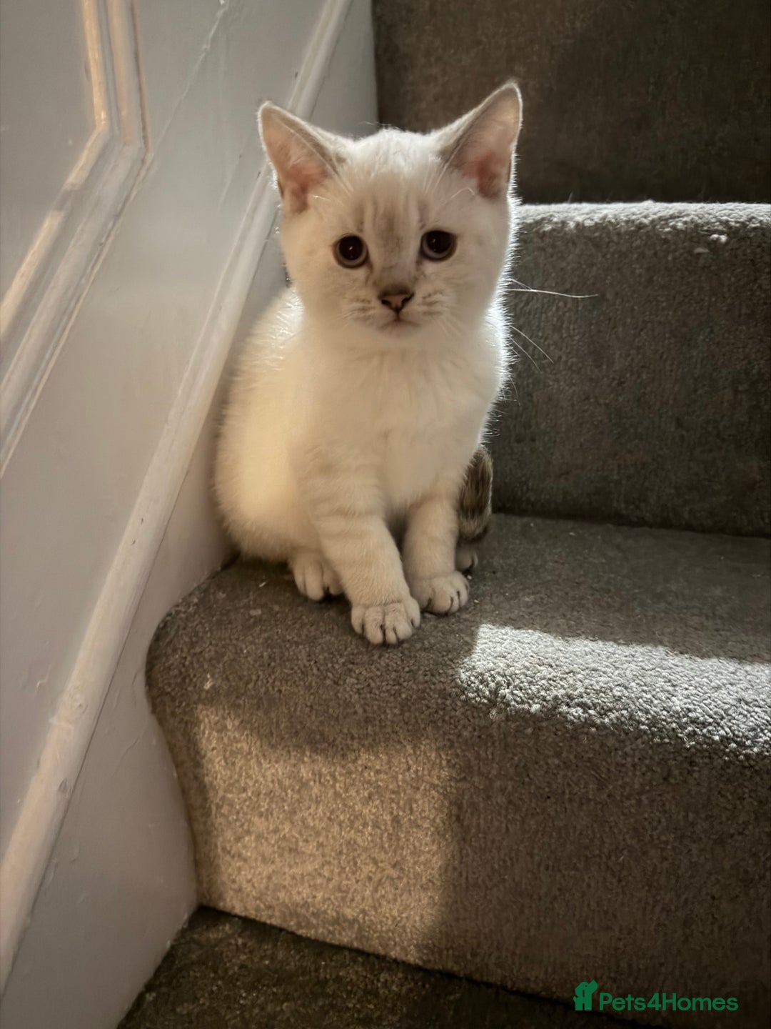 British Shorthair cats for sale: Gorgeous British Shorthair Kitten– Ready to Leave - Image 5