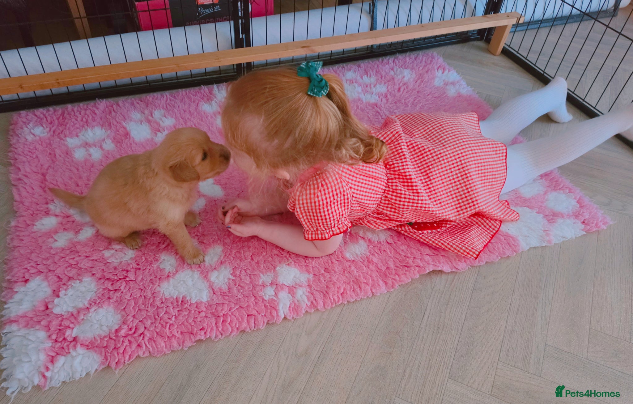 Golden Retriever dogs KC Puppies cream & gold - Advert 15