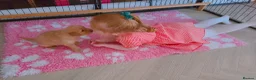 Golden Retriever dogs for sale: KC Puppies cream & gold - Advert 11