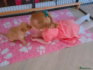 Golden Retriever dogs KC Puppies cream & gold - Advert 15