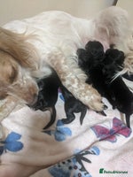 Cocker Spaniel dogs 3 kc reg cocker spaniels - Advert 5