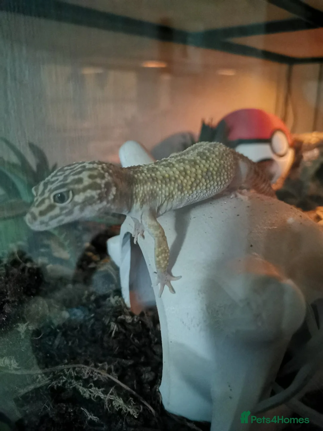 Leopard Gecko reptiles for sale: Tremper Albino Leopard Gecko (chocolate colouring) - Advert 2