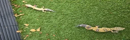 Leopard Gecko reptiles for sale: Leopard Geckos in Kingston upon Thames - Advert 10