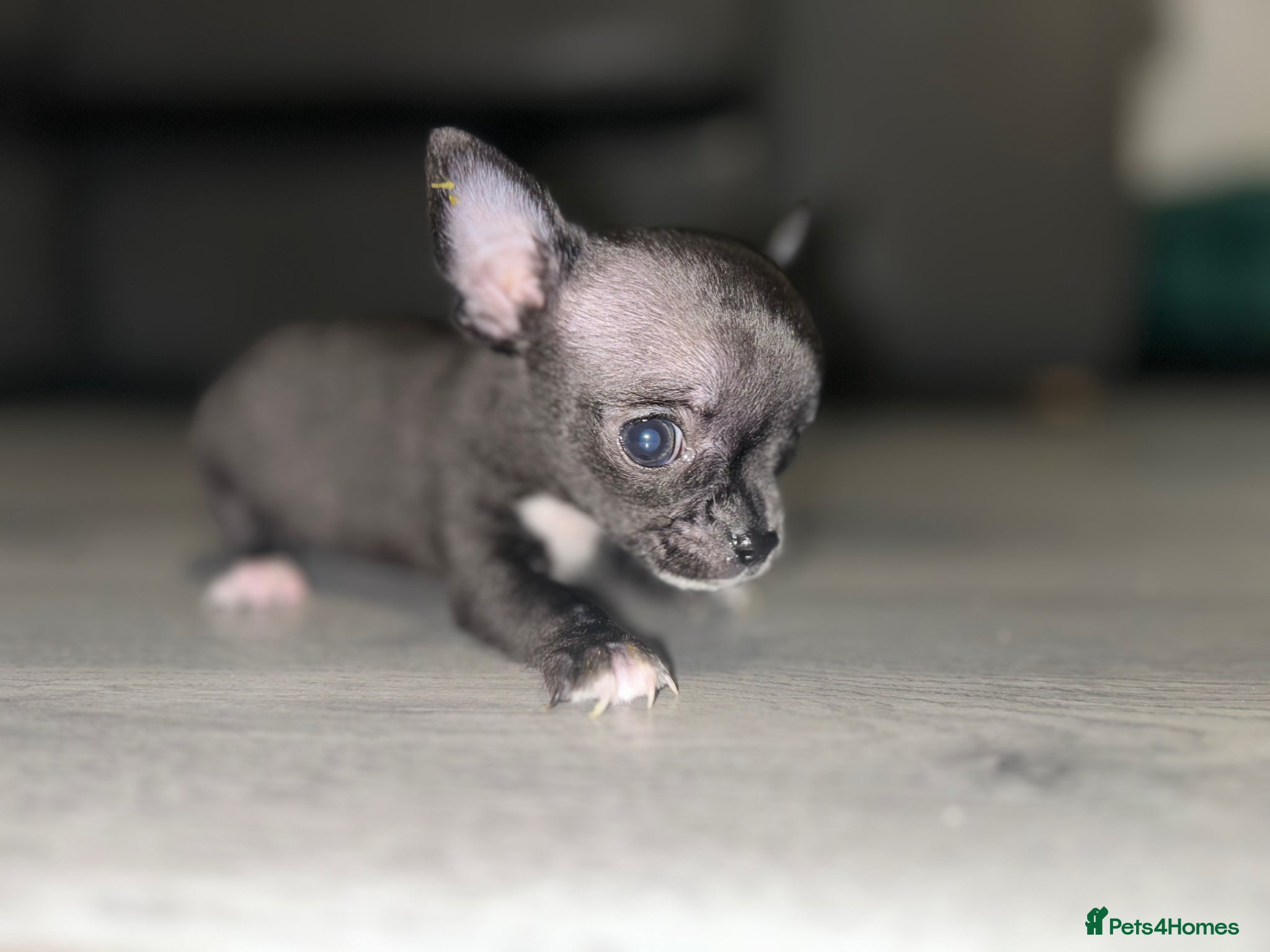 Chihuahua dogs Exceptional Chihuahuas Truly Rare 1 left  - Advert 3