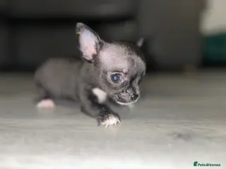 Chihuahua dogs Exceptional Chihuahuas Truly Rare 1 left - Advert 3