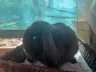 French Lop rabbits Pure French lop doe - Advert 6