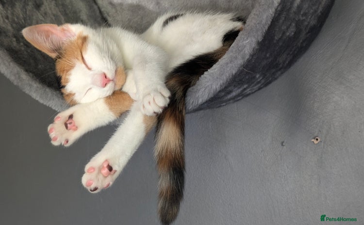 Domestic Shorthair cats - Advert 5