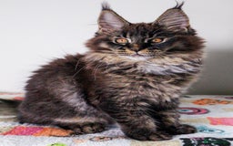 Maine Coon cats for sale: European Line Maine coon ...Ready to go now. - Image 1