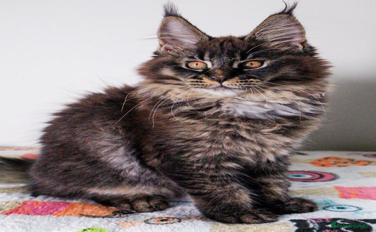 Maine Coon cats - Advert 11