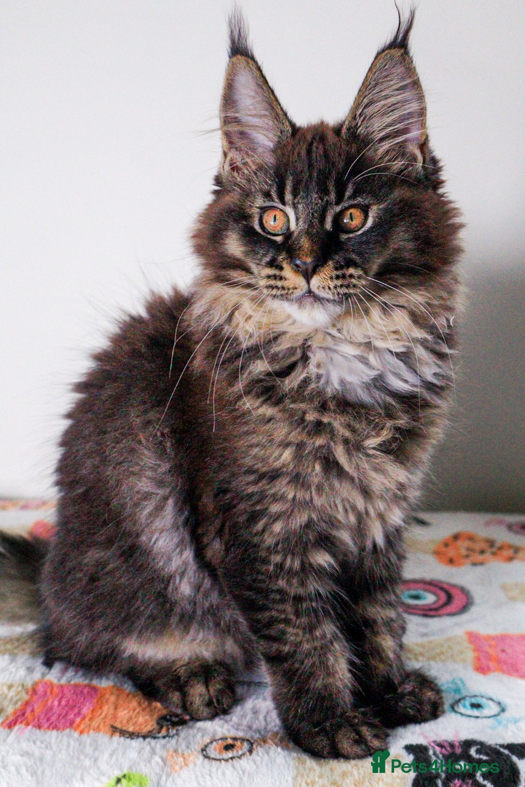 Maine Coon cats for sale: European Line Maine coon ...Ready to go now. - Image 1