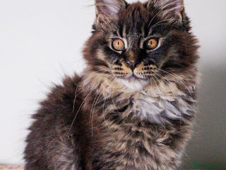 Maine Coon cats - Advert 25