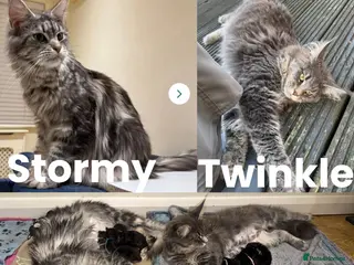 Maine Coon cats Large Kittens – European Bloodlines - Advert 1