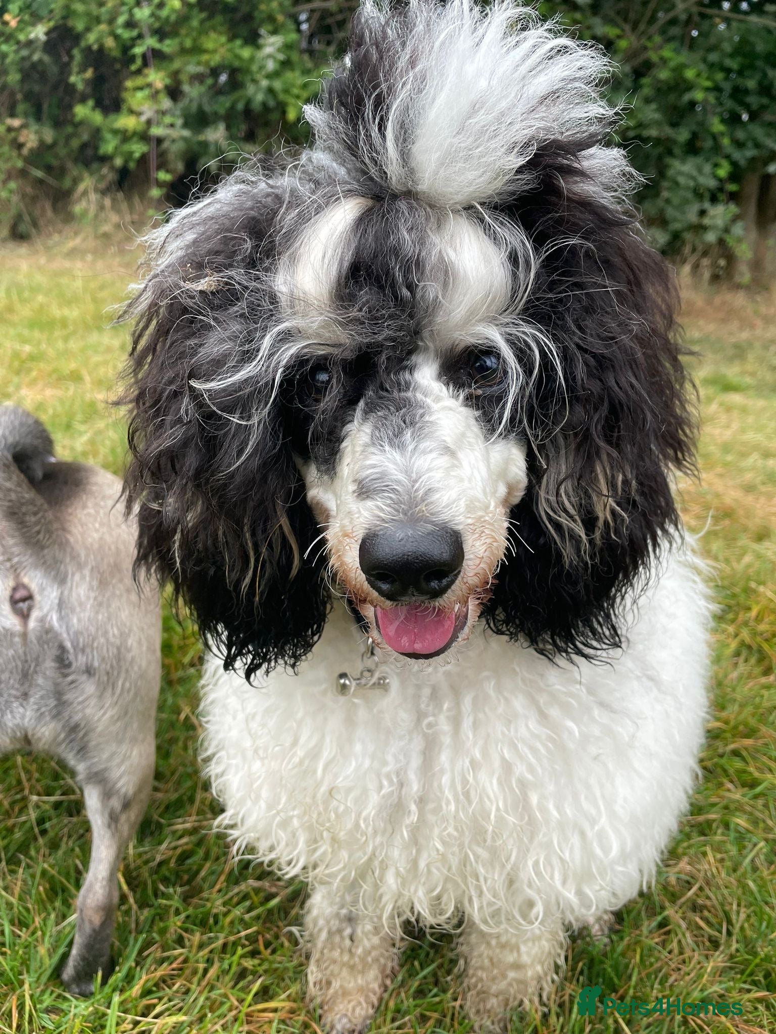 Miniature Poodle dogs Parti poodle for stud  - Advert 19