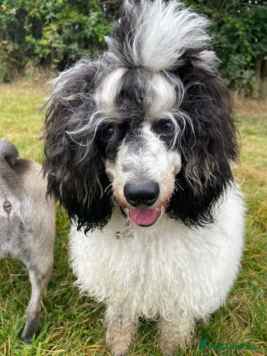 Miniature Poodle dogs for stud: Parti poodle for stud  - Advert 1