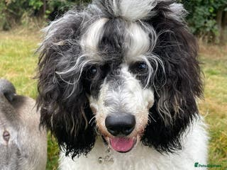 Miniature Poodle dogs Parti poodle for stud - Advert 19